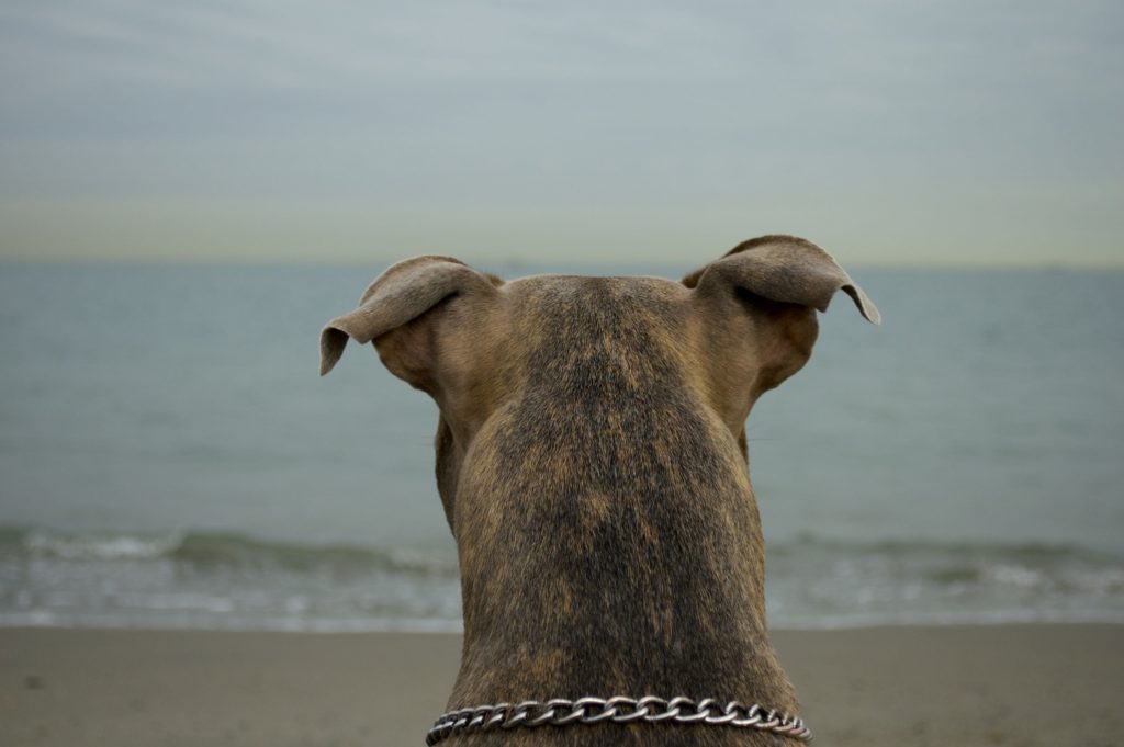 dog viewing the sea